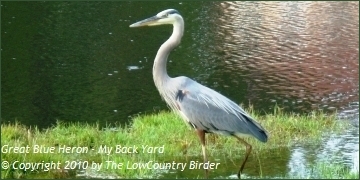 Great Blue Heron - Backyard