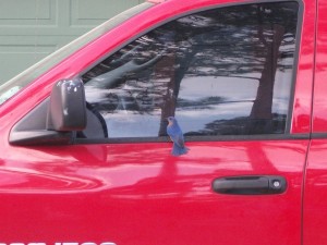 Bluebird ready to attack an intruder in neighbor's truck window