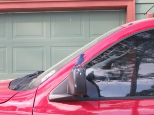 Bluebird "marking his territory" on neighbor's truck mirror