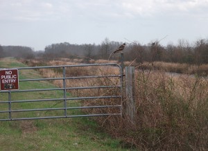 Savannah NWR - Red-tailed Hawk on gate