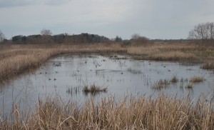 Savannah NWR impoundment with Shovelers and Blue-Winged Teal
