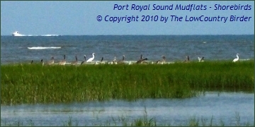 Pelicans and Egrets - Port Royal Sound on HHI