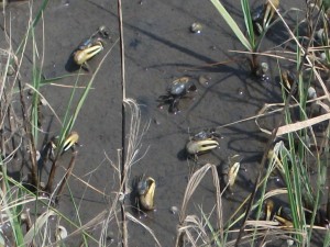 Fiddler Crabs in Fish Haul Creek Salt Marsh