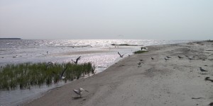 Mitchellville Beach Park - Shorebirds