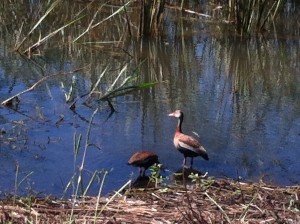 Black-Bellied Whistling Ducks at Savannah NWR