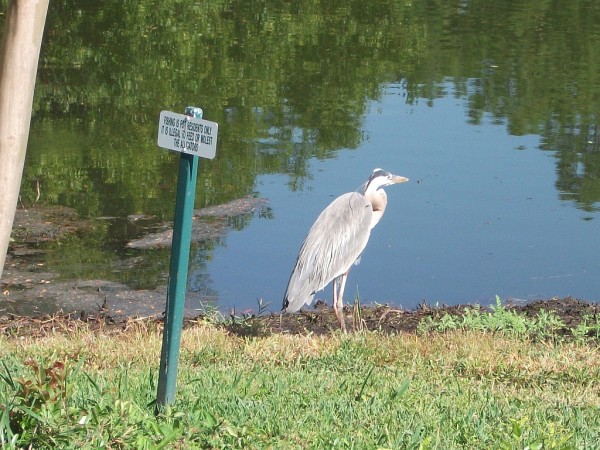 Great Blue Heron by "For Residents Only" sign