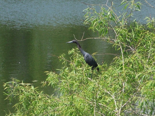 Little Blue Heron - Nature in My Back Yard