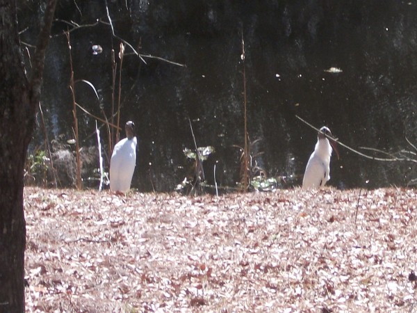 Wood Storks in my back yard