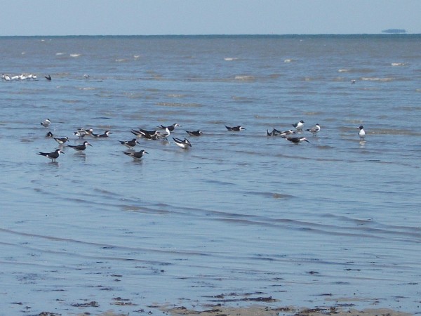 Mitchellville Beach Park - Black Skimmers and Laughing Gulls